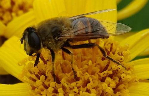 Réf. 184 687 : Eristalis tenax